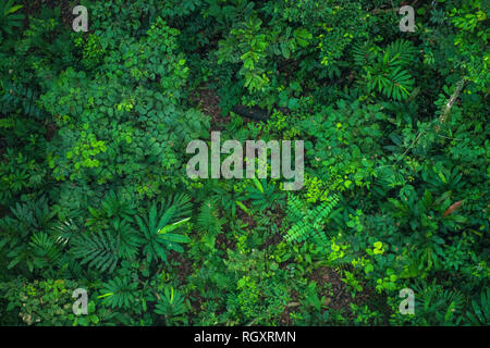 Dense, lush green rainforest foliage viewed from above in Danum Valley Rainforest, Sabah, Borneo, Malaysia. Stock Photo