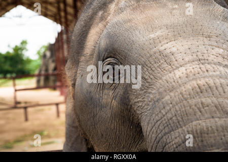 Elephant portrait. Elephant on a nature background. Elephant close up. Elephant face Stock Photo