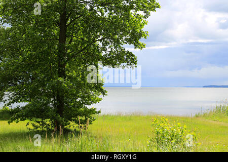 Green Alder tree, Alnus glutinosa, growing on the lakeside on a sunny, thundery day of summer. Stock Photo