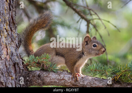 Side view of observant brown squirrel, tail in air, out on a tree limb, Alberta, Canada Stock Photo