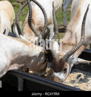 A group of Addax Antelopes, (also known as the white antelopes and the screwhorn antelopes) feeding from the manger, at Parc Safari in Hemmingford Stock Photo