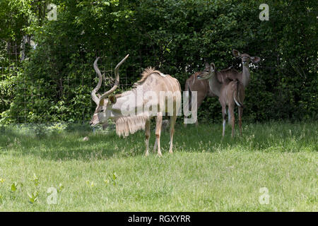 A family of the greater kudu (Tragelaphus strepsiceros). This is a woodland antelope found throughout eastern and southern Africa Stock Photo