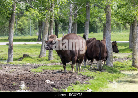 Gaurs standing in the mud. The gaur (Bos gaurus), also called the Indian bison, is the largest extant bovine found in southeastern Asia and the Malay  Stock Photo
