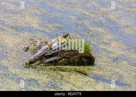 A little turtle covered in water greenery, sitting on a stone in the pond Stock Photo