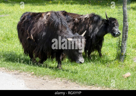 Two hairy domestic Yaks searching for food at the Zoo Stock Photo