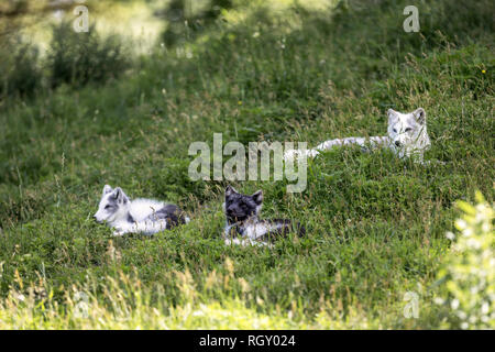 Three beautiful white and gray Arctic foxes laying on the grass in a zoo Stock Photo
