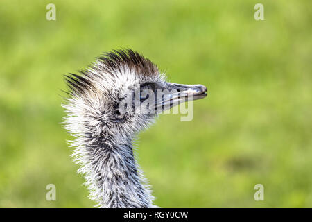 Close-up profile portrait of an Emu Bird on a green background at the zoo Stock Photo