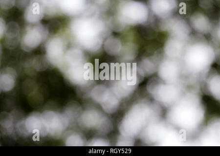 Green bokeh on nature. Blurred tree and bokeh tree. Blurred nature background Stock Photo