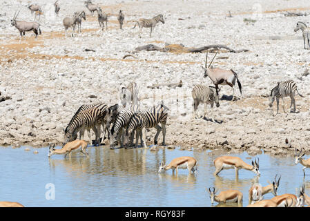 Wild african animals -gnu, kudu, orix, springbok, zebras drinking water in waterhole Stock Photo