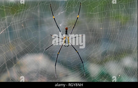 Giant golden orb-web spider/weaver. Scientific Name Nephila maculata or Nephila Pilipes resting in its perfectly crafted web. Spiders of this species Stock Photo