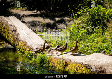 ducks in hoh forest Stock Photo