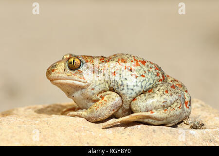 beautiful colored garlic toad, full length wild animal ( Pelobates fuscus ) Stock Photo