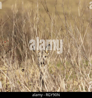 abstract image of camouflaged roe deer fawn ( Capreolus capreolus ) Stock Photo