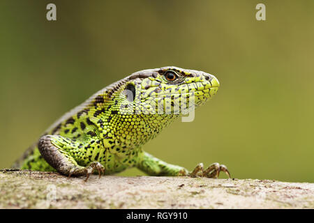closeup of colorful male sand lizard ( Lacerta agilis ) Stock Photo