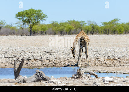 Giraffe on waterhole in the African savanna Stock Photo