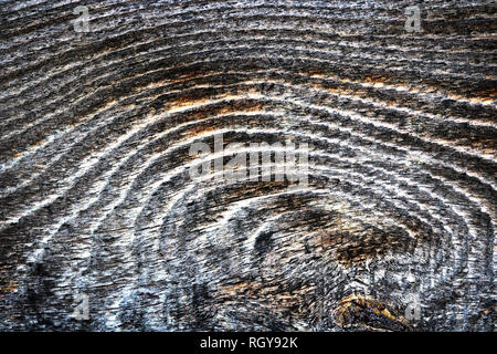 detail of fir wood plank, tangential section with annual rings Stock Photo