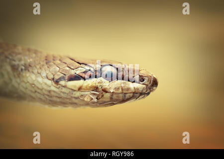 portrait of european smooth snake ( Coronella austriaca ) Stock Photo