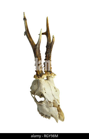 roe deer buck skull isolated on whitebackground ( Capreolus capreolus ) Stock Photo