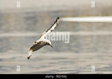 young black headed gull in flight over icy river,  winter plumage ( Chroicocephalus ridibundus )