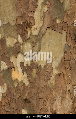 Detail of bark in plane tree. background texture pattern. Stock Photo