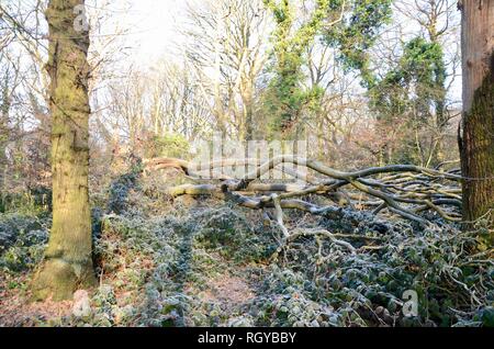 a fallen tree in highgate woods north london in winter  UK Stock Photo