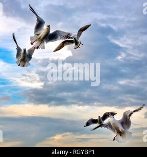 Flying seagulls at sunset Stock Photo