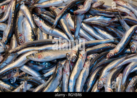 European Anchovies for sale fresh in Turkey Stock Photo