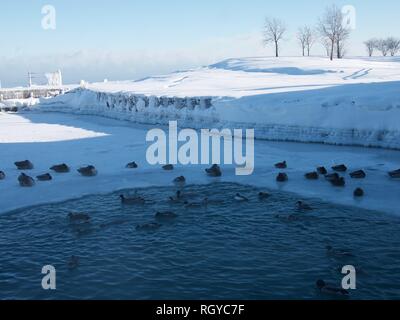 Frozen Lake Michigan covered in snow during the polar vortex and geese on top of frozen lake Stock Photo