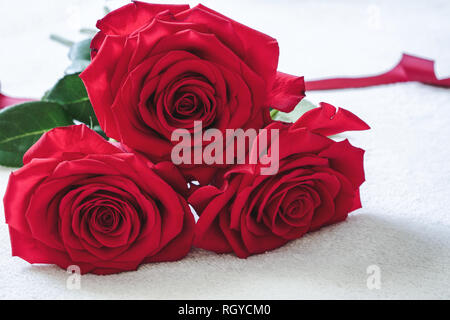 Macro of three beautiful Colombian red roses in full bloom. Valentine's Day or romantic celebration concept. Stock Photo