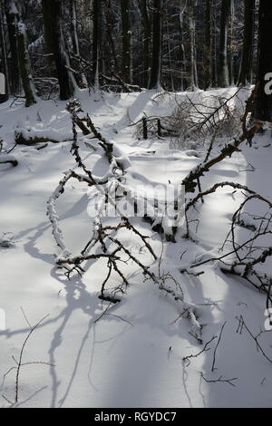 Ast im Schnee, Fichtenwald, Hochtaunus, Taunus, Hessen, Deutschland Stock Photo