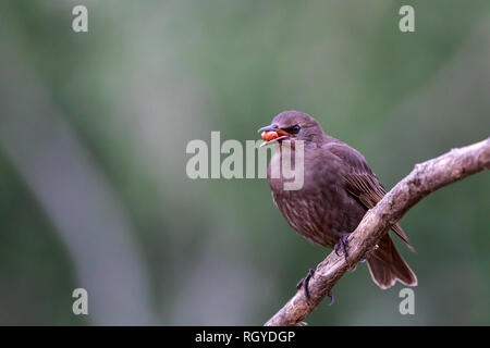 starling bird with core in the beak Stock Photo