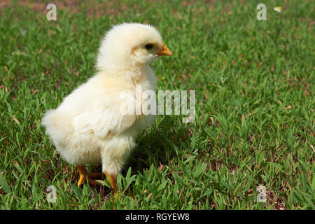 beautiful little chicken on green grass in garden Stock Photo
