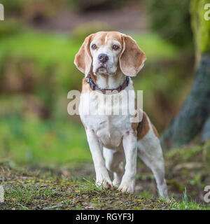 beagle Stock Photo