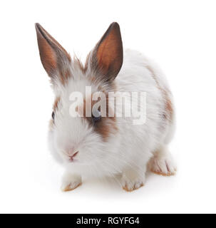Little rabbit isolated on a white background Stock Photo