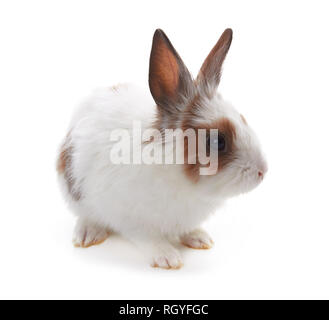 Little rabbit isolated on a white background Stock Photo