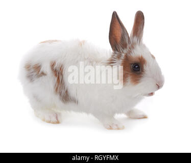Little rabbit isolated on a white background Stock Photo