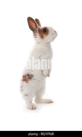Little rabbit isolated on a white background Stock Photo