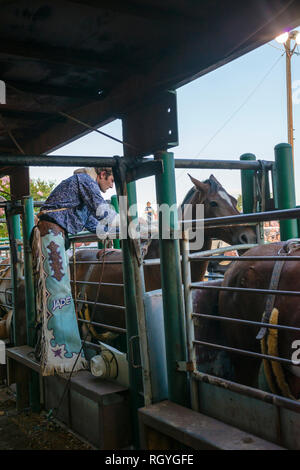 Texas rodeo cowboy Stock Photo