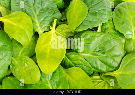 Download Fresh Spinach in plastic packaging in Aldi supermarket, UK Stock Photo: 217169486 - Alamy