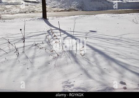 Shadow of a Tree on Freshly Fallen Snow Stock Photo