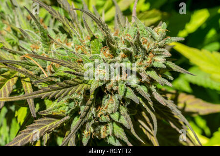 Cannabis or marijuana buds or flowers growing in an outdooors plantation. Macro photography. Close up. Stock Photo