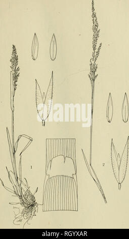 . Bulletin. 1901-13. Agriculture; Agriculture. Bui. 68. Bureau of Plant Industry. U. S. Dcpt ..( Agriculturr Platl XXI.. Fig. 1.—Agrostis exarata Trin. (ALASKA). Fig. 2.-Agrostis asperifolia Trin.. Please note that these images are extracted from scanned page images that may have been digitally enhanced for readability - coloration and appearance of these illustrations may not perfectly resemble the original work.. United States. Bureau of Plant Industry, Soils, and Agricultural Engineering. Washington Govt. Print. Off Stock Photo