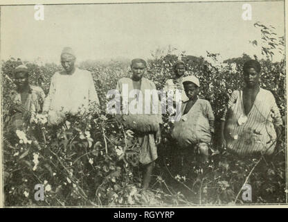 . Bulletin. 1901-13. Agriculture; Agriculture. Fig, 2.—Egyptian Method of Picking and Carrying Cotton.. Please note that these images are extracted from scanned page images that may have been digitally enhanced for readability - coloration and appearance of these illustrations may not perfectly resemble the original work.. United States. Bureau of Plant Industry, Soils, and Agricultural Engineering. Washington Govt. Print. Off Stock Photo