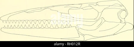. Bulletin. Natural history. RUSSELL: AMERICAN MOSASAURS 201 platynotans in the fusion of the stapedial process of the quadrate tween the splenial and angular, nasals were reduced and separated premaxilla and frontal. The palat process of the coronoid to the pr postorbitals and postfrontals were parietal lost its contact posteriorly frontals, the development of a large supra- and the highly developed articulation be- .s the mosasaurian grade was attained the from each other by the internarial bar of the ine teeth were lost as was the posteromedial earticidar. The lacrymals were reduced, the f Stock Photo