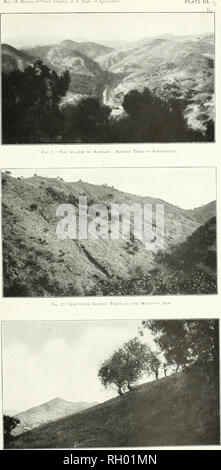 . Bulletin. 1901-13. Agriculture; Agriculture. ul. 26, Bureau of Plant 'ndustry, U. S Dept. of Agriculture. fit. 3.-beating the ftoit frou an almono tree on the mountain slde. The Spanish Sierras, where the Best Jordan Almonds are Grown.. Please note that these images are extracted from scanned page images that may have been digitally enhanced for readability - coloration and appearance of these illustrations may not perfectly resemble the original work.. United States. Bureau of Plant Industry, Soils, and Agricultural Engineering. Washington Govt. Print. Off Stock Photo