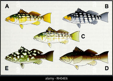 . Bulletin. Science. COLOR PATTERNS IN KELP BASS 49. Fig. 2. Common color patterns in the Kelp Bass (Paralabrax clathratus). A = OS phase, B = checkered phase, C = calico phase, D = dark phase, E = marbled phase. December 2001 through July 2002. Fixed transects 100 m in length were estab- lished at both sites at 9 m and 18 m depth. Dive surveys consisted of two divers swimming approximately 2 m above the bottom and 3 m apart from one another, counting all adults within 3 m while swimming along the transect. All individuals with estimated lengths of 220 mm TL or greater were identified as adult Stock Photo