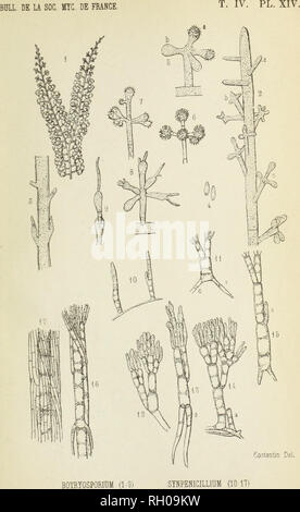 . Bulletin. Mycology; Fungi; Botany. . Please note that these images are extracted from scanned page images that may have been digitally enhanced for readability - coloration and appearance of these illustrations may not perfectly resemble the original work.. Socie?te? mycologique de France. Epinal : Victor Collot Stock Photo