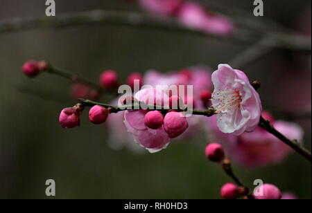 Xuanen. 31st Jan, 2019. Photo taken on Jan. 31, 2019 shows plum flowers at Aishan Village of Gaoluo Township in Xuanen County of Enshi Tujia and Miao Autonomous Prefecture, central China's Hubei Province. Credit: Song Wen/Xinhua/Alamy Live News Stock Photo
