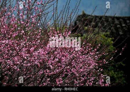 Xuanen. 31st Jan, 2019. Photo taken on Jan. 31, 2019 shows plum flowers at Aishan Village of Gaoluo Township in Xuanen County of Enshi Tujia and Miao Autonomous Prefecture, central China's Hubei Province. Credit: Song Wen/Xinhua/Alamy Live News Stock Photo