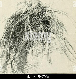 Bulletin Agriculture Fig 1 pple Crown Gall On Grafted Tree Fig 2 pple Crown Gall On Transplanted Seedling Ai Il Jl F A A j P Y I Fig 3 Ahairy Root Disease On Grafted Apple